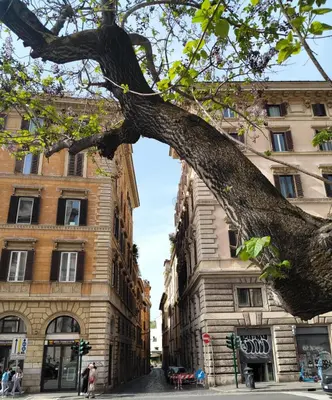 a tree in front of a building on a street at Vatican near Sweet Home Terrace in Rome