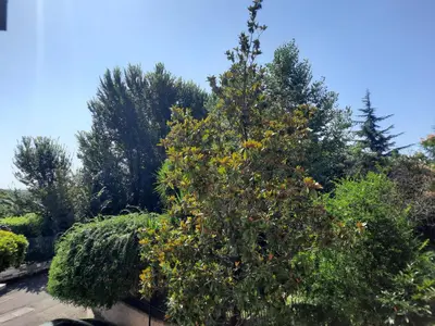 a tree with fruits on it in a garden at La casa di Livia in Rome