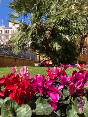 a bunch of pink flowers in front of a palm tree at San Pietro Guest House in Rome