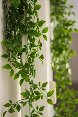 a green plant hanging from a white pole at Domus Eroi in Rome