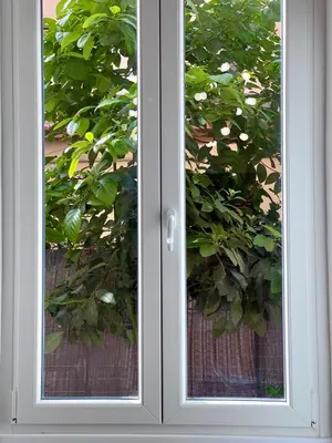 a door with a window in front of a bush at Avocado House - Cozy Apartment in the Heart of Rome in Rome