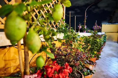 a group of potted plants in pots on a floor at Terrace Penthouse - meospiti Penthouse in Rome