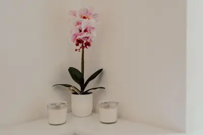 a pink flower in a white vase on a shelf at Domus Æterna - Re di Roma in Rome