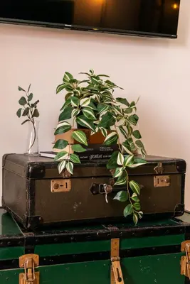 a plant is sitting on top of two suitcases at Appartamento via di Porta Labicana in Rome
