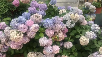 a bunch of purple and blue hydrangeas at Gelso in Rome