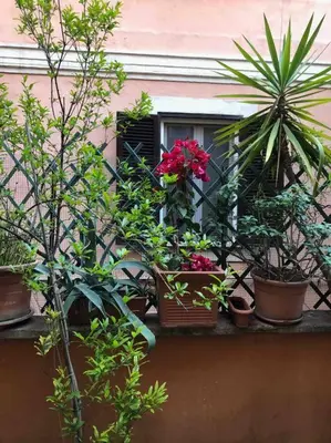 a bunch of potted plants sitting on a window sill at Centro storico appartamento con terrazza in Rome