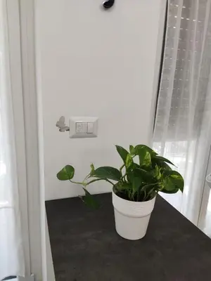 a plant sitting on a table next to a window at ROMAN'S HOUSE in Rome