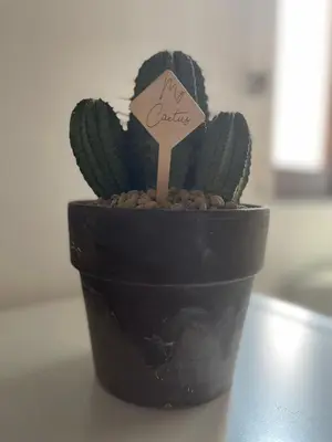a plant with a sign that says new cactus at A Den for Two in Rome
