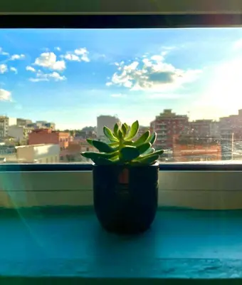 a potted plant sitting on a window sill at Stanza in appartamento adiacente metro C in Rome