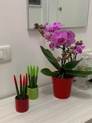 three plants in red pots on a table at La Casa di Léon - Battistini - Vaticano in Rome