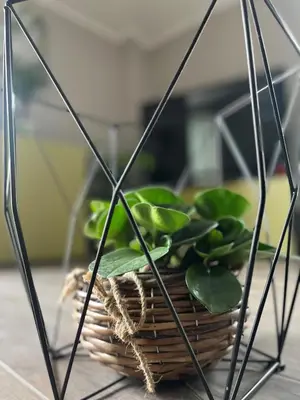 a basket with plants in it on a table at Maison LuCe in Rome