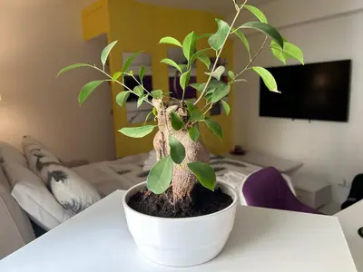 a plant in a white pot sitting on a table at Fornaci 8 - Loft in Vatican in Rome
