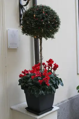 a potted plant with red flowers in a planter at Little Rose Residence in Rome