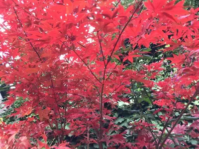 a red tree with lots of red leaves at Gianicolo Penny's Garden a Roma centro in Rome