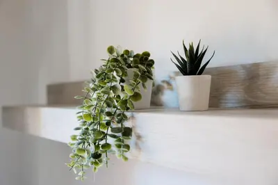 two potted plants sitting on a white shelf at Montagnola Mini House in Rome