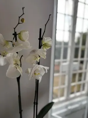 a group of white flowers in a vase at Ponte Milvio Suite & Parking- La Chambre de Sophie in Rome