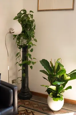 two plants in a living room next to a lamp at Oasi artistica a Trastevere in Rome