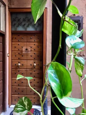 a plant in a vase next to a wooden door at Domus Gaia in Rome