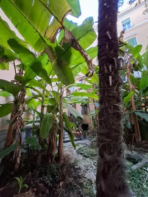 a bunch of banana trees in a garden at Casa di Michele in Rome