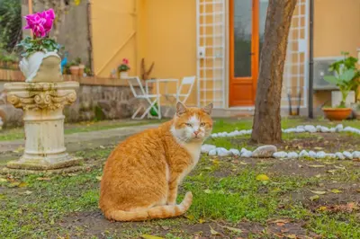 an orange and white cat sitting in the grass at Villa Gatta in Rome