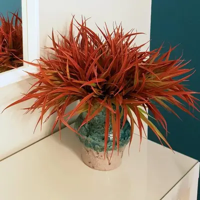 a potted plant sitting on top of a counter at Nuovissimo appartamento zona Vaticano Aurelio in Rome