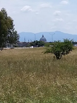 a field of tall grass with a tree in it at Casa Carlo in Rome