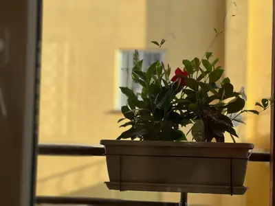 a potted plant sitting on top of a table at ARTPA Rome Apartments Gianicolo, Roma in Rome