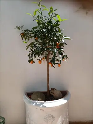 a small orange tree in a white pot at A casa di Cicca in Rome