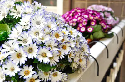 a bunch of purple and white flowers on a shelf at Moletta 17 in Rome