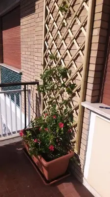 a plant in a flower pot on a balcony at La Casa Dei Nonni al Vaticano in Rome