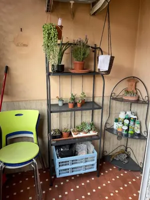 a shelf with potted plants and a green chair at Family Suite Santamaria in Rome