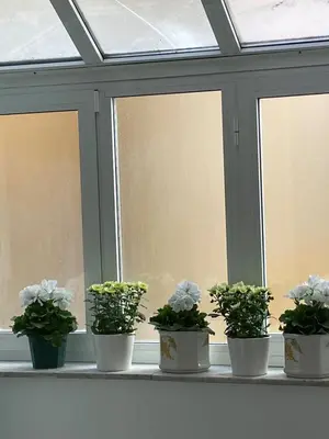 four potted plants sitting on a window sill at carpe diem sistina in Rome