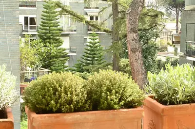 a group of plants in pots in a yard at Scarpellini home Parioli in Rome