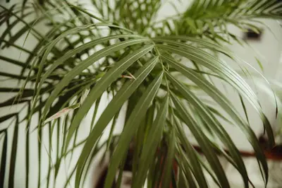 a close up of a green plant at Quo Vadis APT in Rome