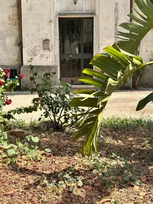 a palm tree in front of a building at Roma centro little house of testaccio in Rome