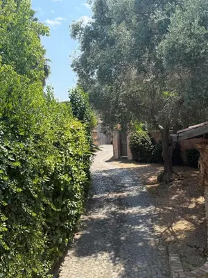 a road with a tree and bushes on the side at Apartment AppiaAntica in Rome