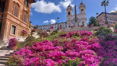 a bunch of pink flowers in front of a building at DolceVite - Fontana Di Trevi in Rome