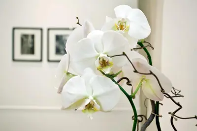 a vase filled with white orchid flowers on a table at Vanity Navona in Rome