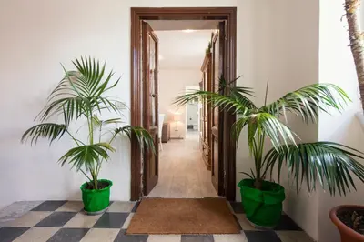 a hallway with two palm trees in green pots at Vatican Holiday Apartment 317 in Rome