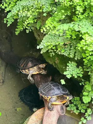 two turtles sitting on top of a log at Vertex Suite in Rome