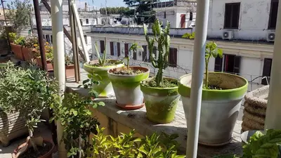 a group of potted plants sitting on a balcony at Robta's Dream Home in Rome