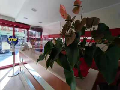 a potted plant sitting on a counter in a store at Hotel Principe Eugenio in Rome