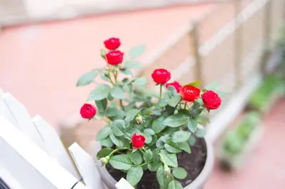 a potted plant with red flowers on a balcony at Rome By Suite Vatican in Rome