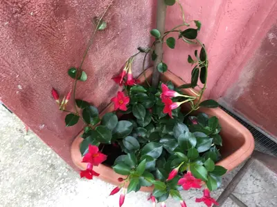 a potted plant with red flowers in a pot at Appia Park apartament 10 min dal Colosseo in Rome