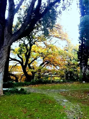 a tree in a field next to a path at Relais La Canfora in Rome