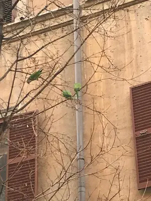two birds perched on a tree branch next to a building at The Flower Market Apartment in Rome