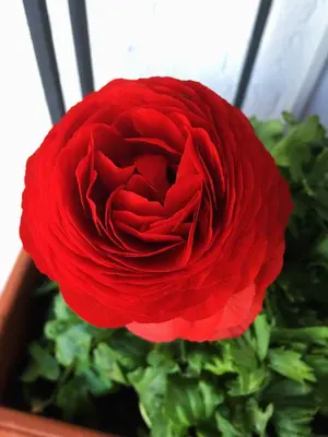 a red flower in front of a green plant at Dome Terrace Apartment in Rome
