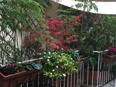 a garden filled with lots of flowers and plants at Relais Teatro Argentina in Rome