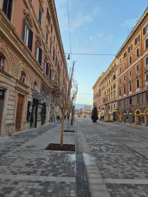 an empty street with a tree in the middle at A casa di Alex Vatican in Rome