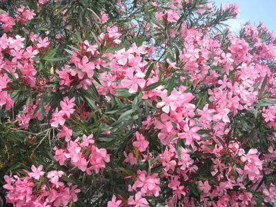 a bunch of pink flowers on a tree at L'Oleandro di Alfredo in Rome